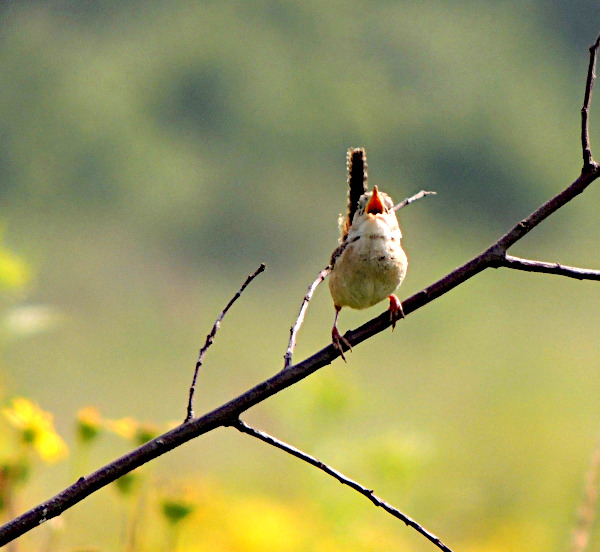 (Photo of Sedge Wren)